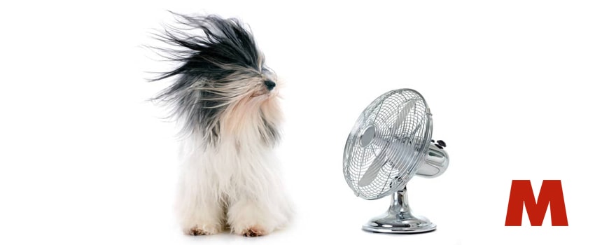 A dog with a fan blowing on it to keep it cool